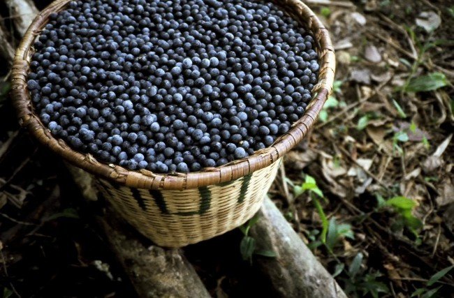 Açaí – Um dos alimentos mais ricos em antioxidantes